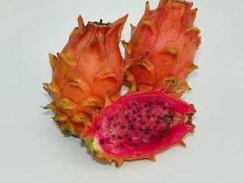 Light Orange Pitaya Fruit Seeds for Planting -Fast-Growing, High-Yield Pitaya Plant